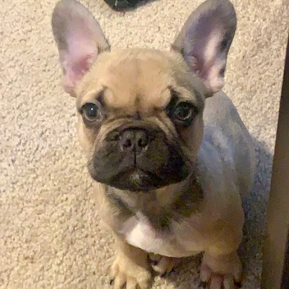 •𝒜𝐿𝐸𝑅𝒢𝒴 𝒜𝐿𝐸𝑅𝒯• 𝙋𝙚𝙩 𝙛𝙧𝙞𝙚𝙣𝙙𝙡𝙮! - Picture 4 of 14